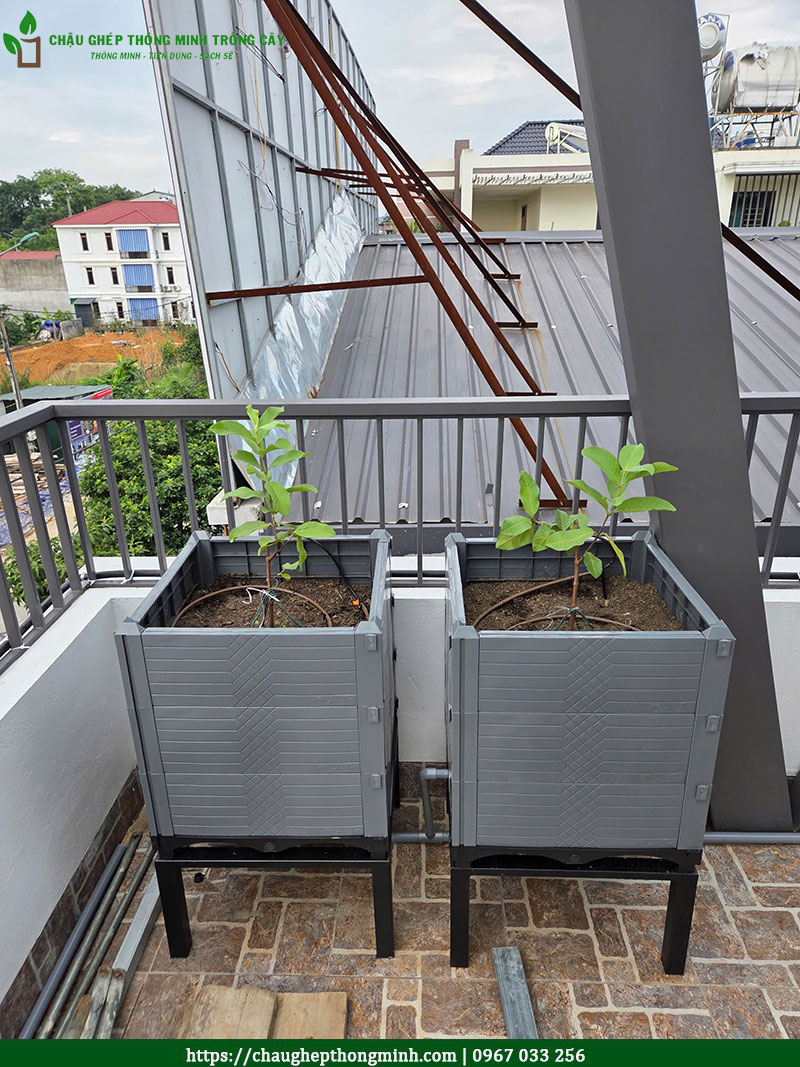 Chậu ghép thông minh trồng cây