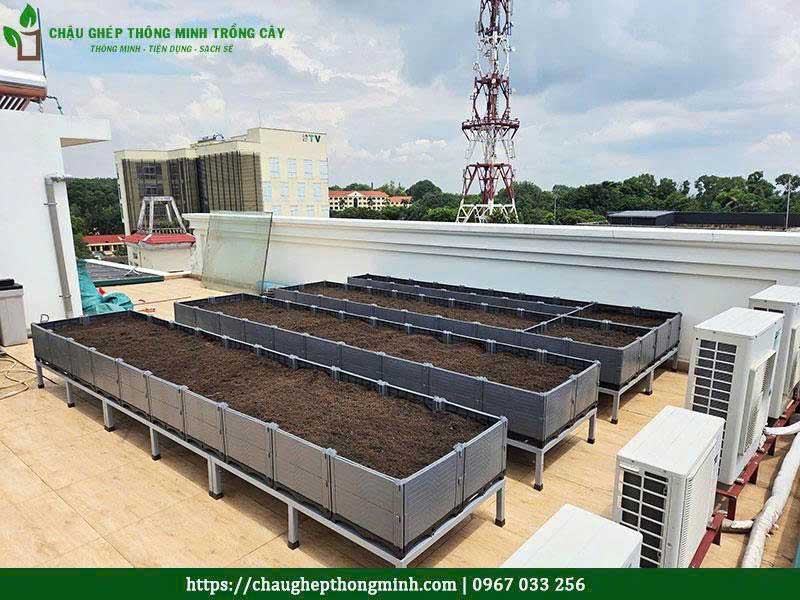 Chau ghep trong rau thong minh 13