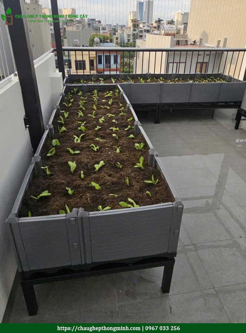 Chau ghep trong rau thong minh 15