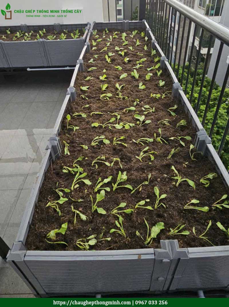 Chau ghep trong rau thong minh 16