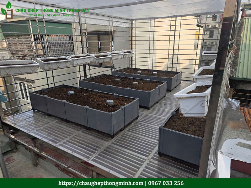 Chau ghep trong rau thong minh 2