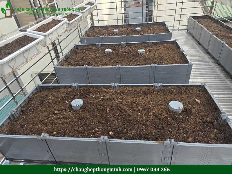 Chau ghep trong rau thong minh 22