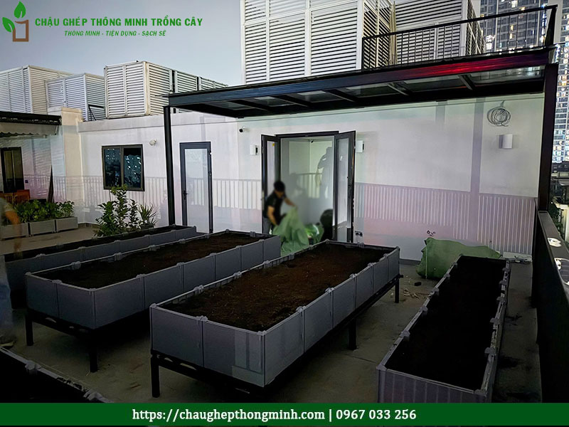 Chau lap ghep trong cay 01